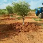 اشجار زيتون