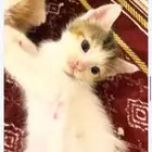 قطط لتبني في جده صغيره