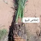 سلام عليكم ورحمت الله يوجد لدينا جميع انواع النخيل المثمره ا