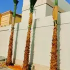 يوجد لدينا نخل عربي واشنطني خلاص ملوكي روثانا برحي سكري نبوت