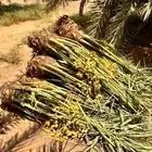 يوجد لدينا جميع انواع النخيل المثمر ونقوم بقلع وغرس وتوصيل
