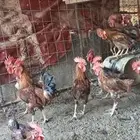 دجاج