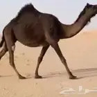 مجهم لقحه طيبه جدا وسليمه العذاريب