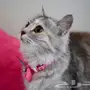 قط سيبيري اليف 