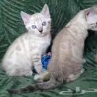 قطط بنغال سنو لون ابيض للبيع لون قوي