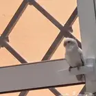 روز انثى