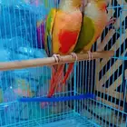 زوج كنيور منتج