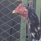 دجاج باكستاني