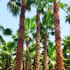 نخل واشنطني زينه