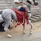 السلام عليكم حصان عربي بوارق سليم شرط وحصان كفو