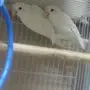 زوج روز اللبينو 