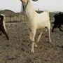 للبيع تيس فحل صنف