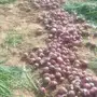 بصل وطني