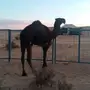 قعود مزيون للبيع 