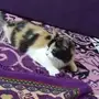 قط شيرازي للبيع 