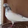 زوج باكستاني