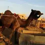 خلفه مجهم طيبه للقناي