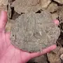 عود هندي جار 