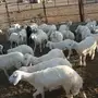 البيع بهم طليان ورخال العدد25 