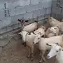 غنم للبيع