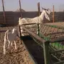 عنز بيضاء هولندي بشرك معها بنتها فيها براص 