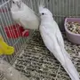 زوج كروان البينو وفرادت 