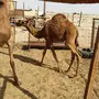 قعدان بريه سواحل