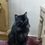 قط ذكر للتبنى بالهفوف