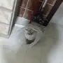 قط هملايا