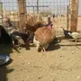 دجاج حبشي و رومي البيع 