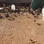 دجاج للبيع