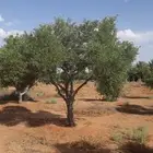 اشجار زيتون للبيع معمر وغير معمر