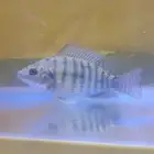 للبيع سمك بلطي