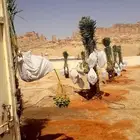 نخيل مثمر نخل اخلاص سكري صقعي مجدول هلالي نخل واشنطني زينه