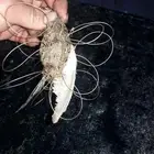 صيد قصور