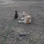 السلام عليكم  