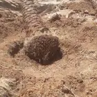 مقاول نخيل وشبوك