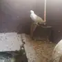 حمام  للبيع  