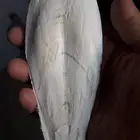 عظم سبيط لجميع الطيور لتزويدهم بالكالسيوم