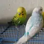 2 أزواج  بادجي  