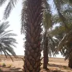 يوجود لدينا نخل عربي تكريب هلالي الكميه موجوده