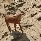 تيس ادهم بلدي العمر شهرين