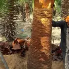 منسق حدائق تبوك