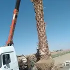 يوجد نخيل وسدر للبيع