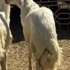 خرفان مبادي أو مشاريع فحول