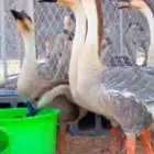 وز عراقي