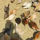 صوص اعمار 3 شهور وشهرين ونص عدد 300