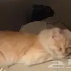 قطة أنثى أليفه للبيع بالسوم