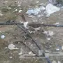 وز  للبيع  2 ذكوره  و 2 اناث