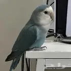 للبيع بغباء روز انثى